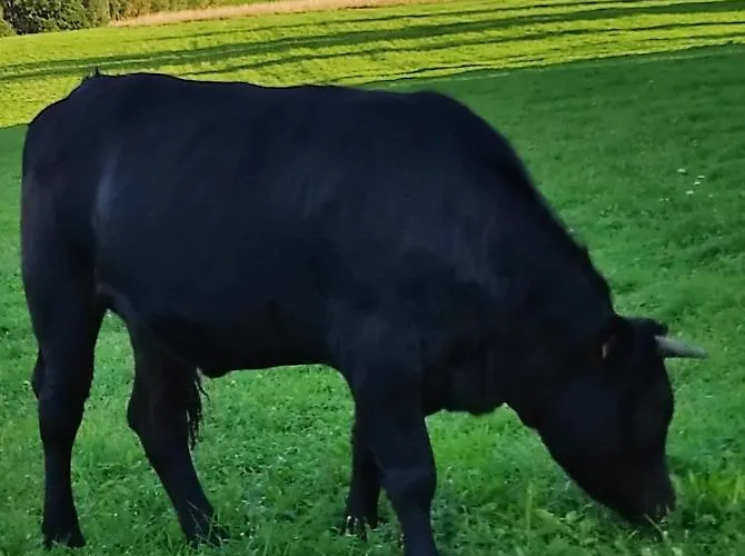 Dom Na Wzgorzu Vakantieboerderij Bystrzyca Kłodzka